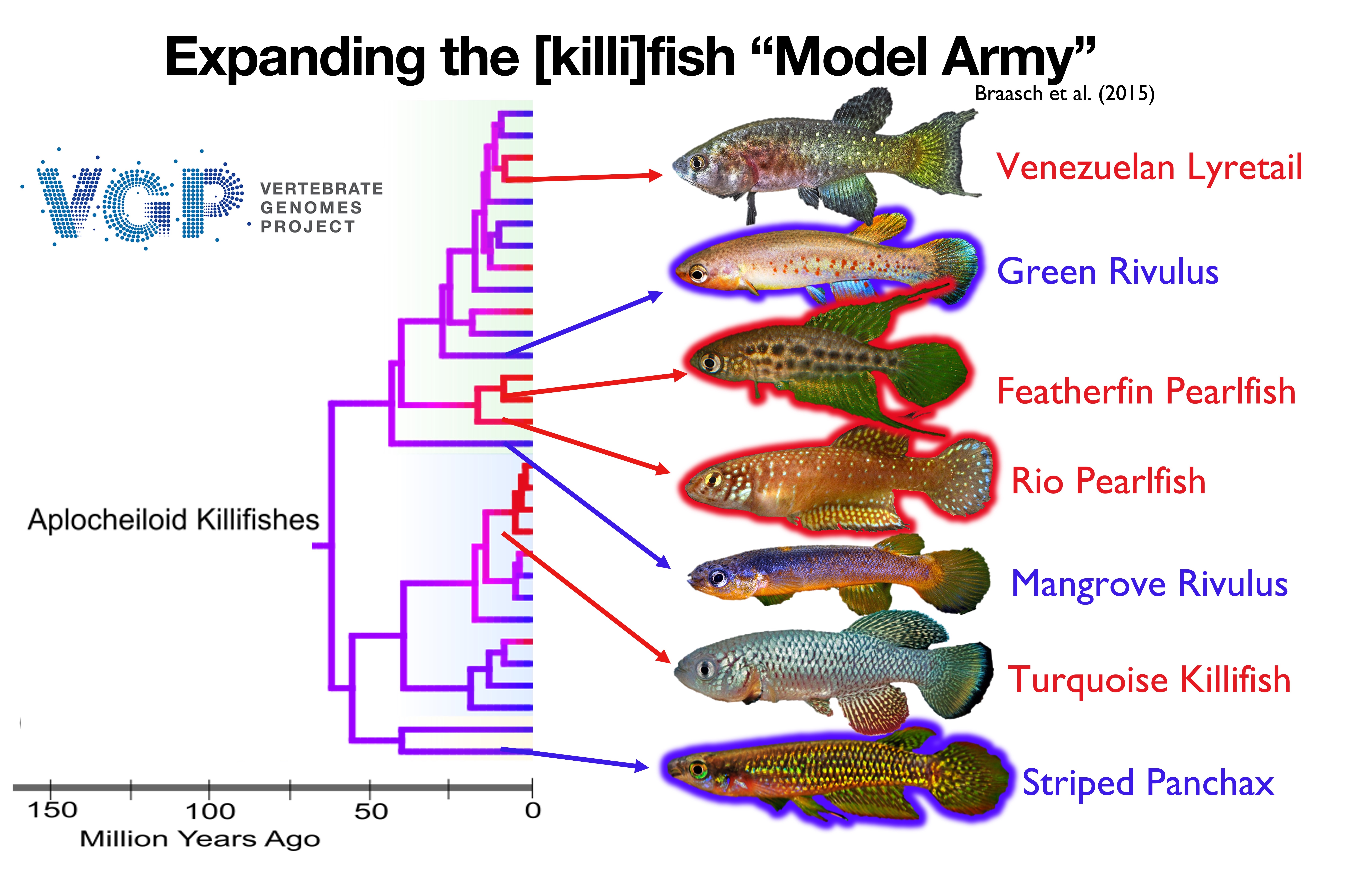 Killifish laboratory models