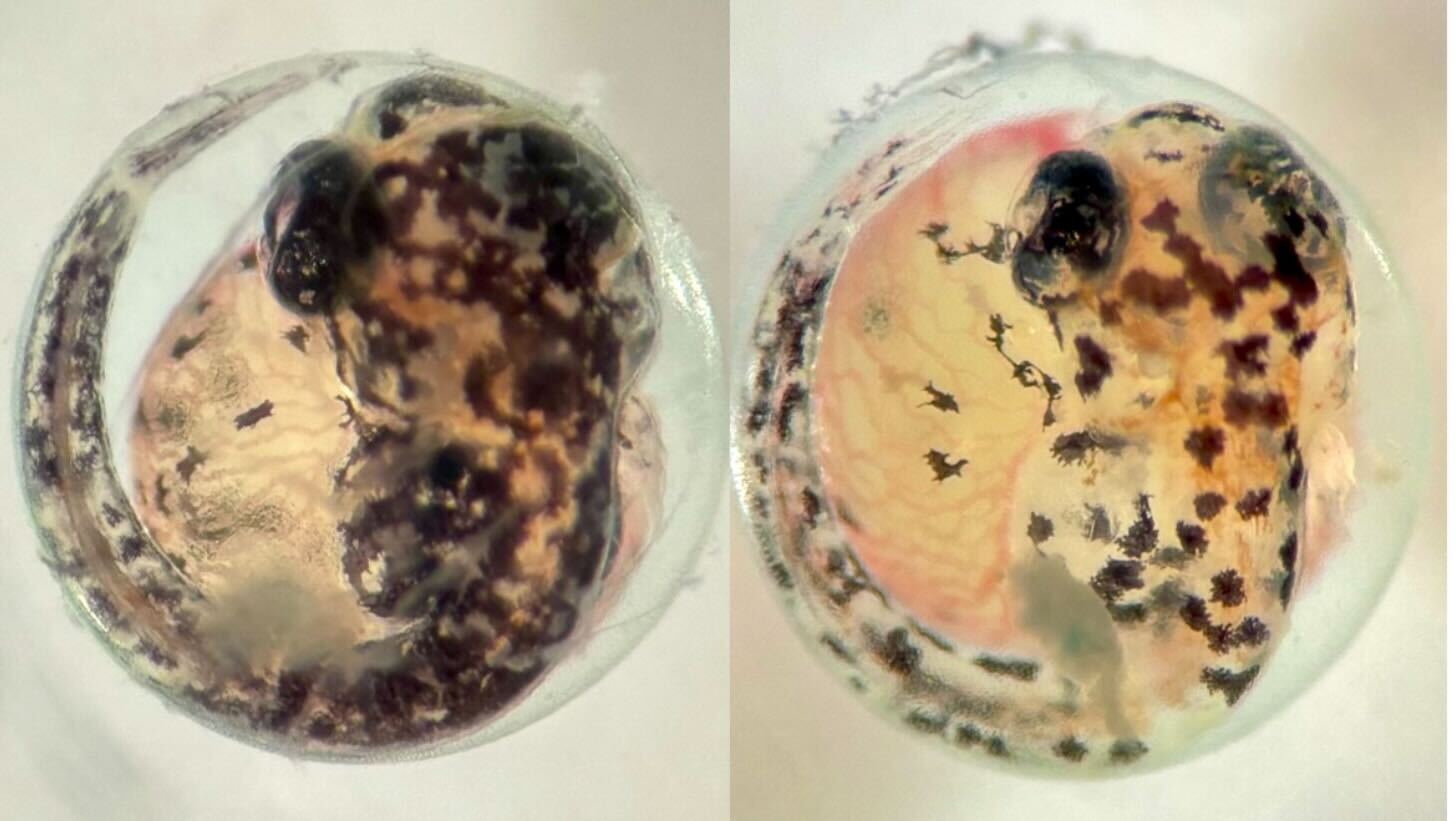 Killifish mutant