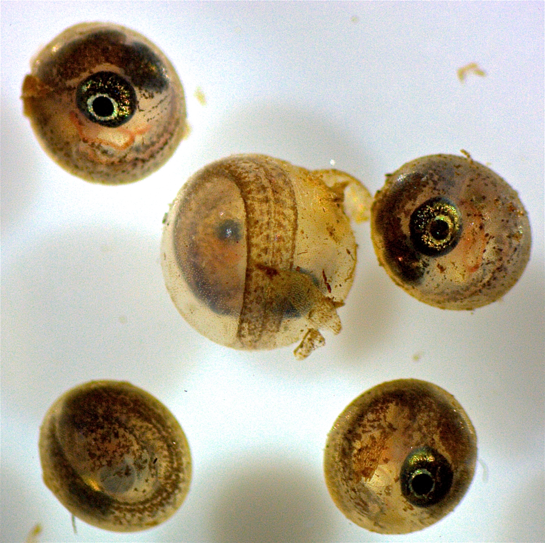 Killifish embryo ready to hatch