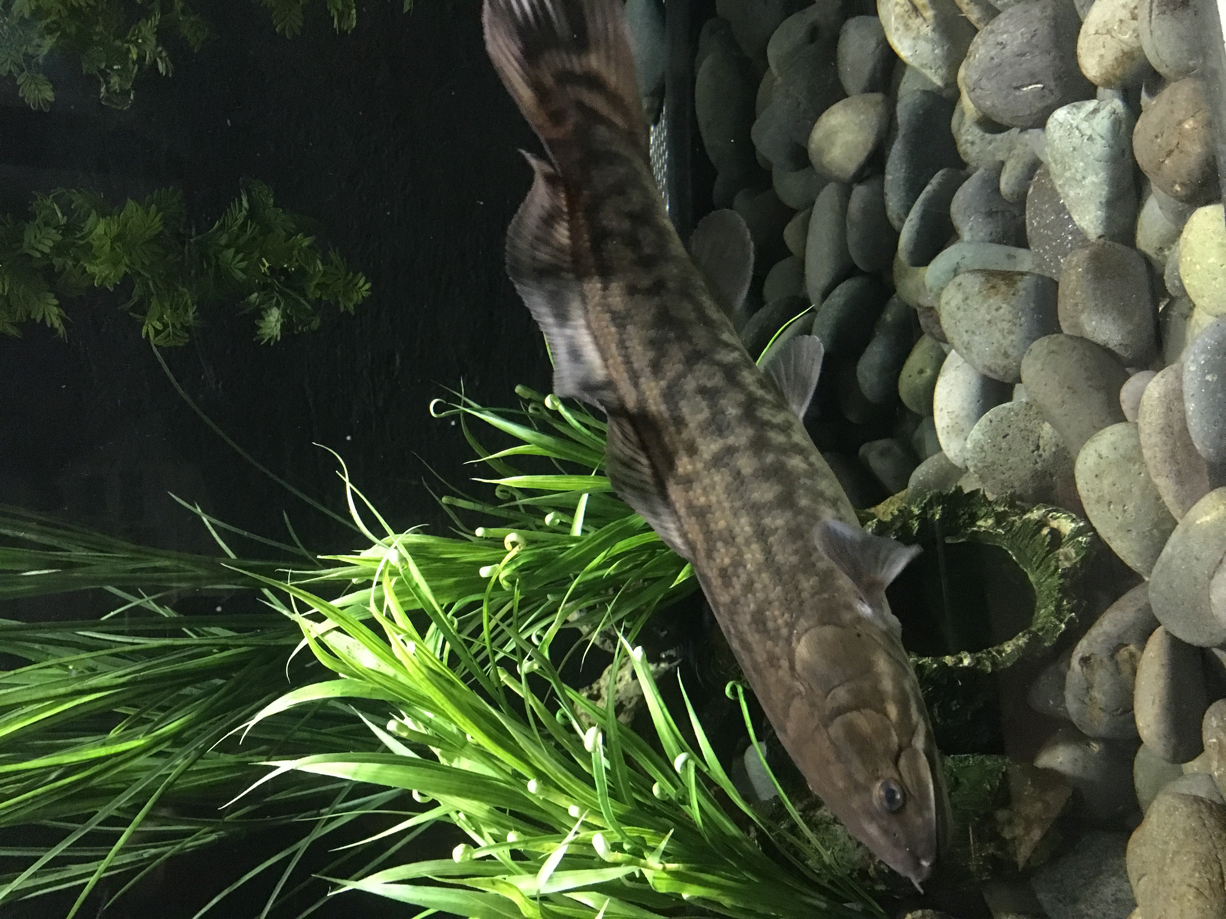 Bowfin