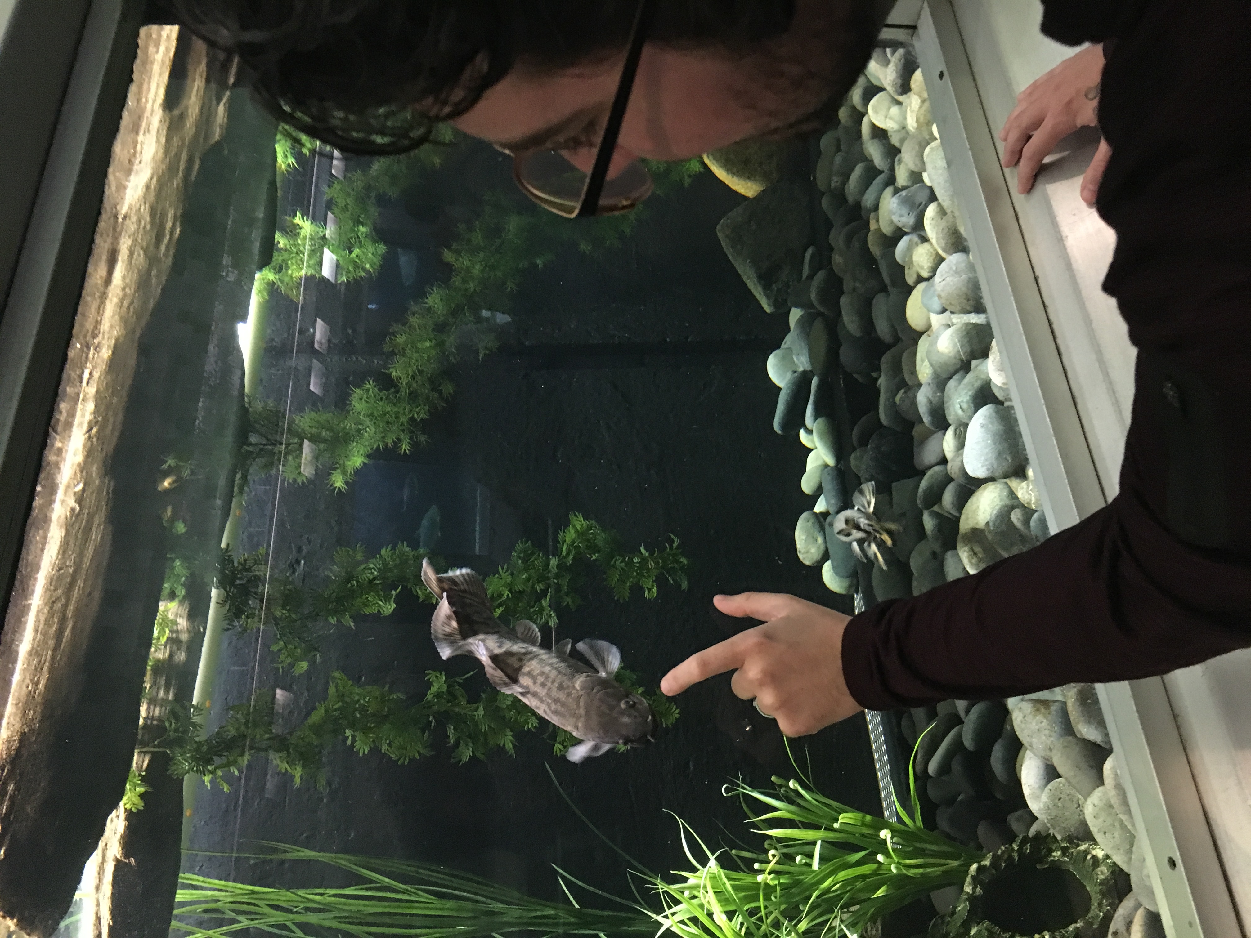 Bowfin
