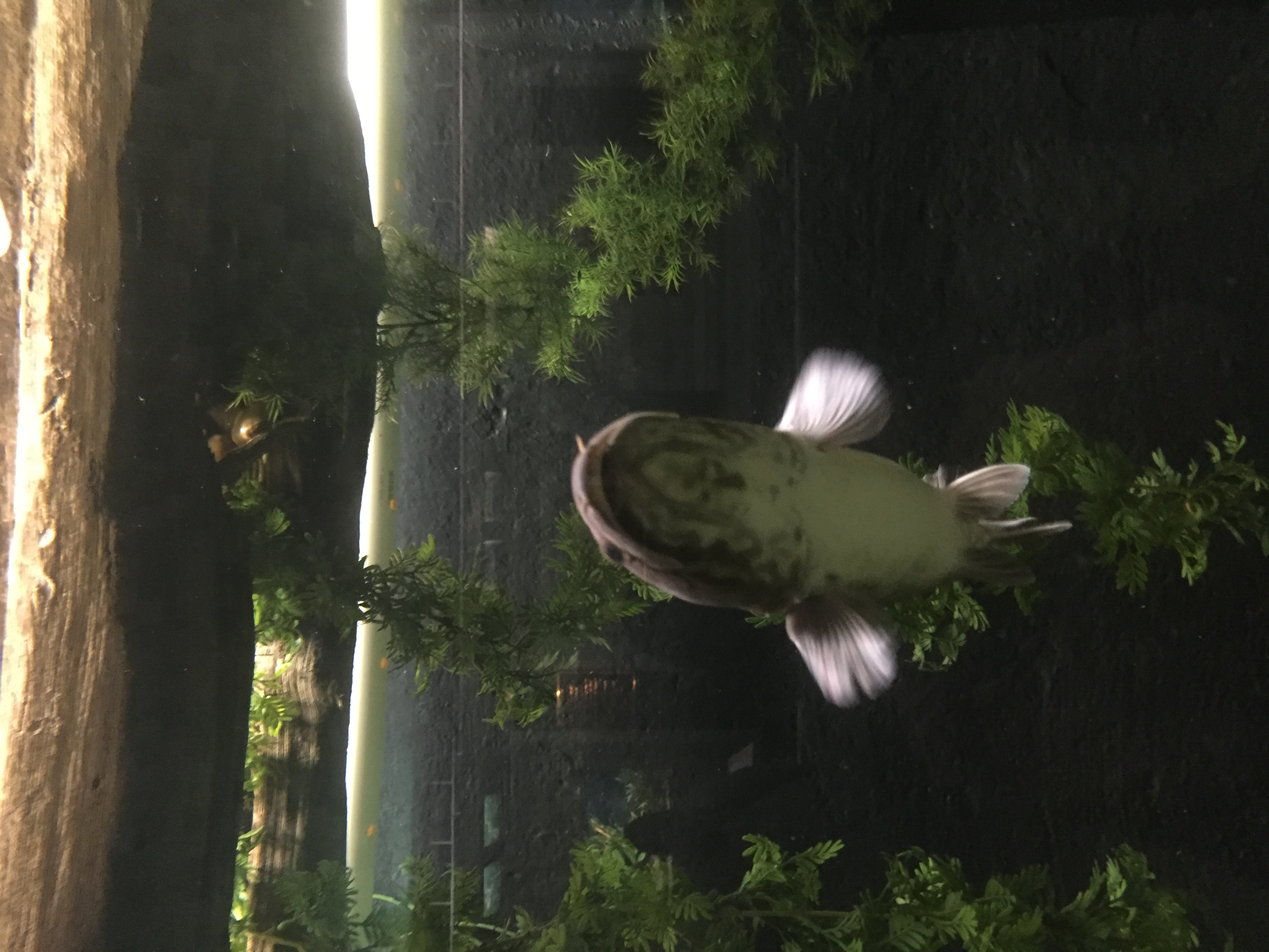 Bowfin