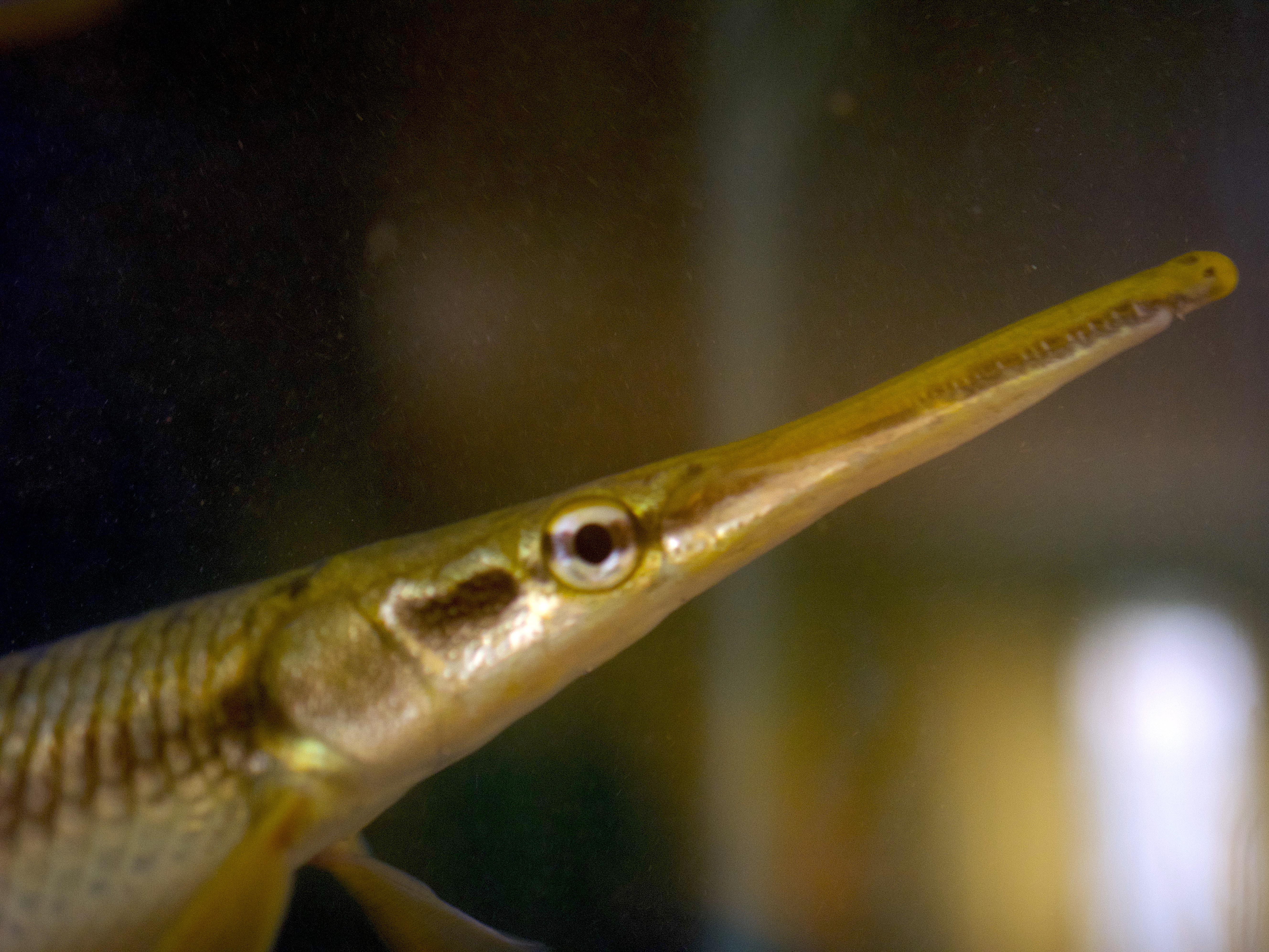 Gar