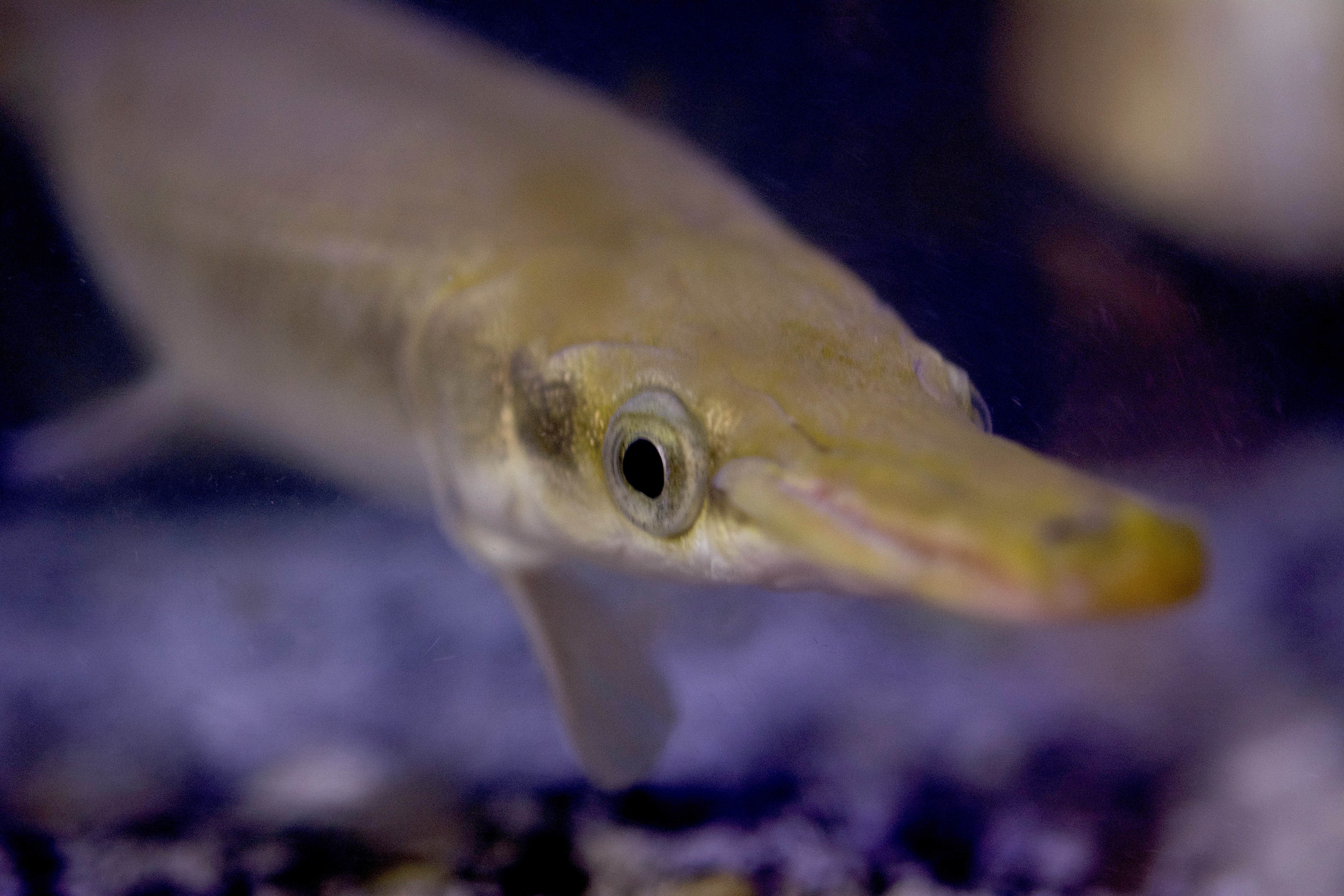 Gar