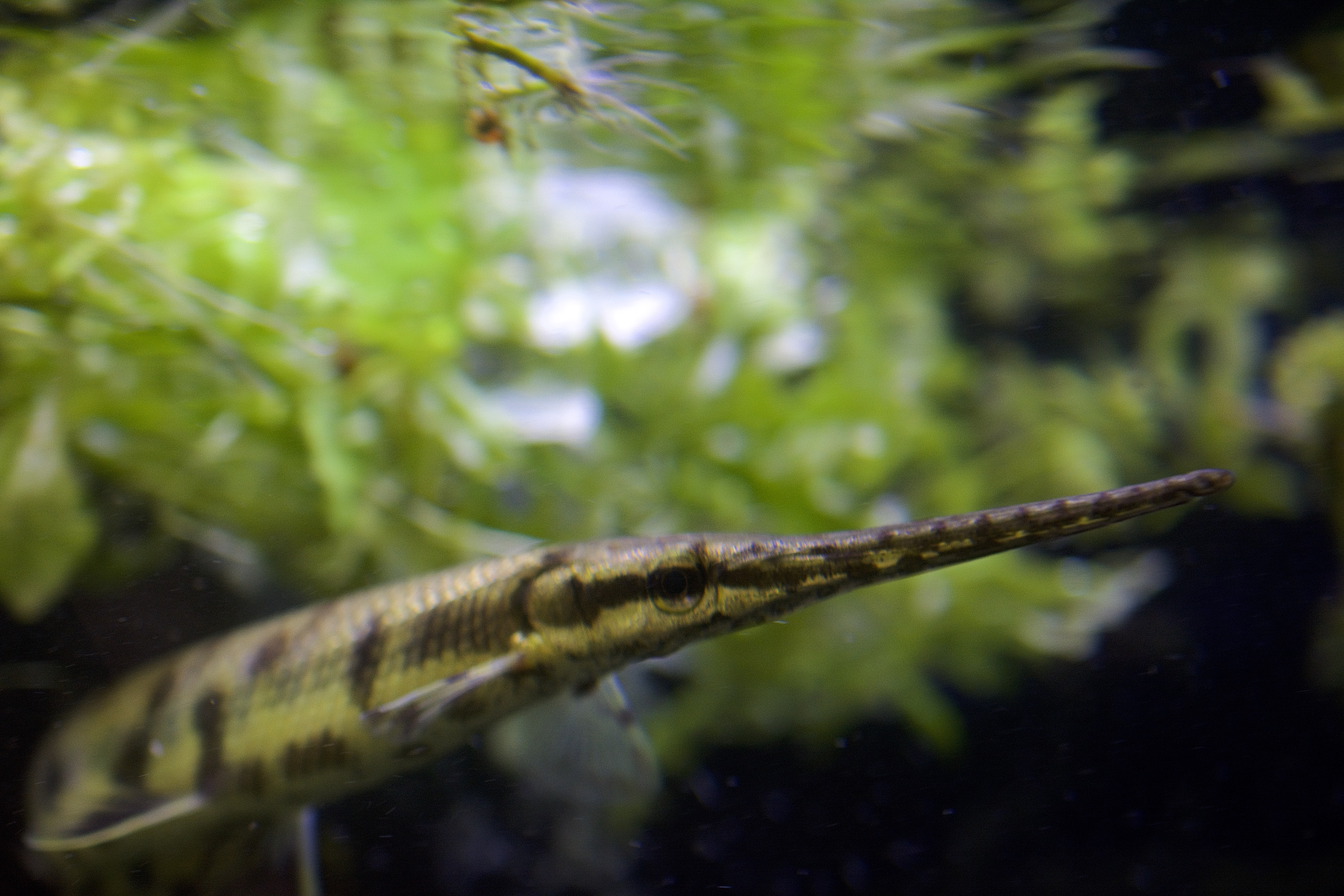 Gar