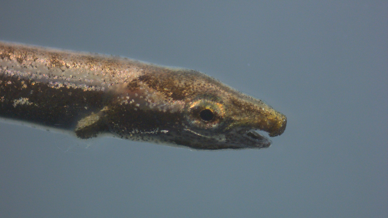 Gar