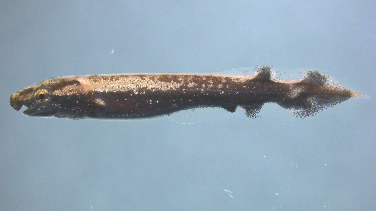 Gar