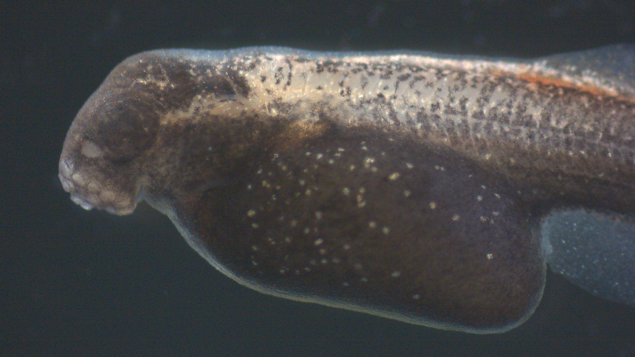 Gar