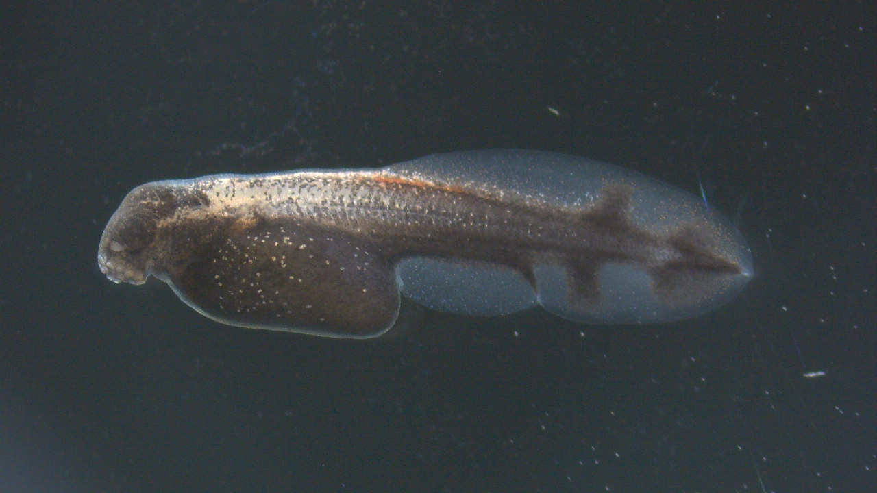 Gar
