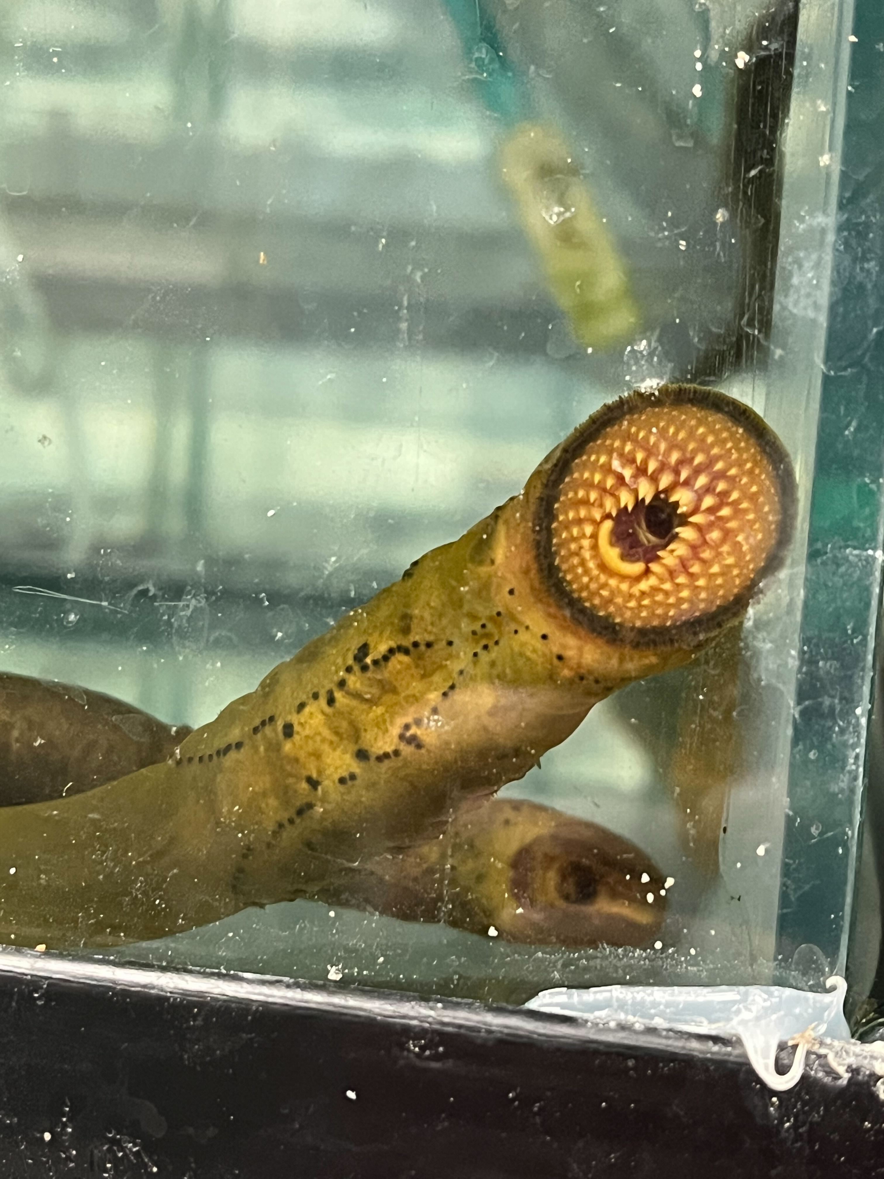 Lamprey